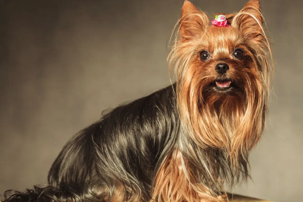 Ile kosztuje szczeniak york? Poznaj ceny i ukryte wydatki