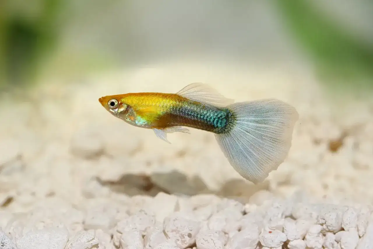 Złoty gupik z niebiesko-zielonym pasem i wachlarzową płetwą ogonową na białym żwirku.