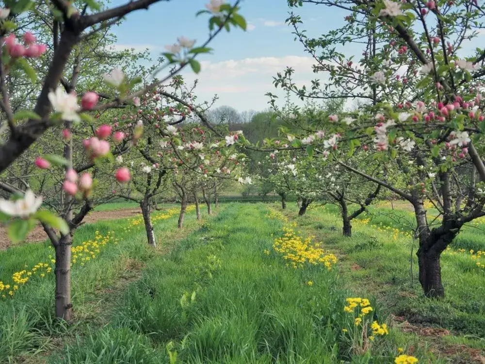 Jak kwitnie jabłoń – poznaj tajemnice jej pięknych kwiatów
