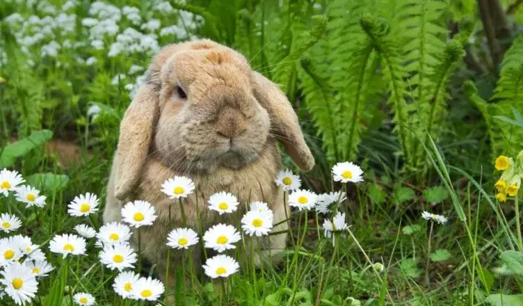 Długość życia królika: Jak zapewnić mu 15 lat szczęścia?