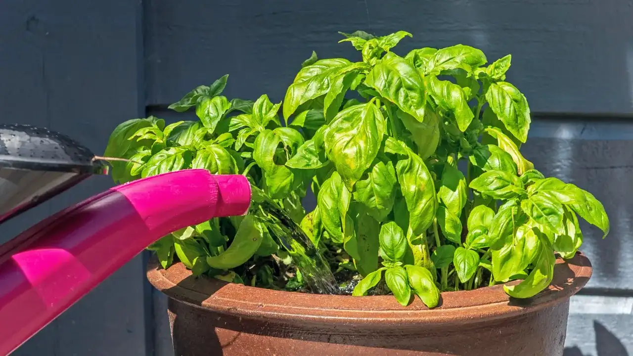 Różowa konewka podlewa bujną, zieloną bazylię w brązowej donicy. Właściwe podlewanie bazylii zapewni jej zdrowy wzrost.
