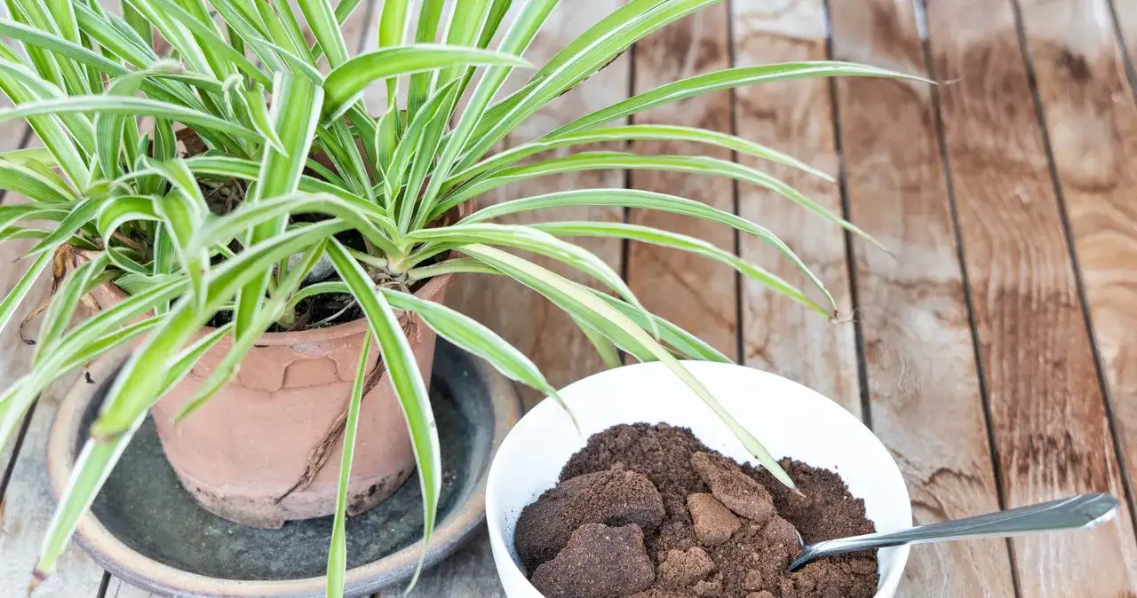 Fusy z kawy do jakich warzyw? Odkryj najlepsze rośliny do nawożenia