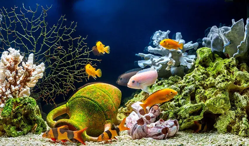 Jak zrobić ozdoby do akwarium: proste sposoby na piękne dekoracje