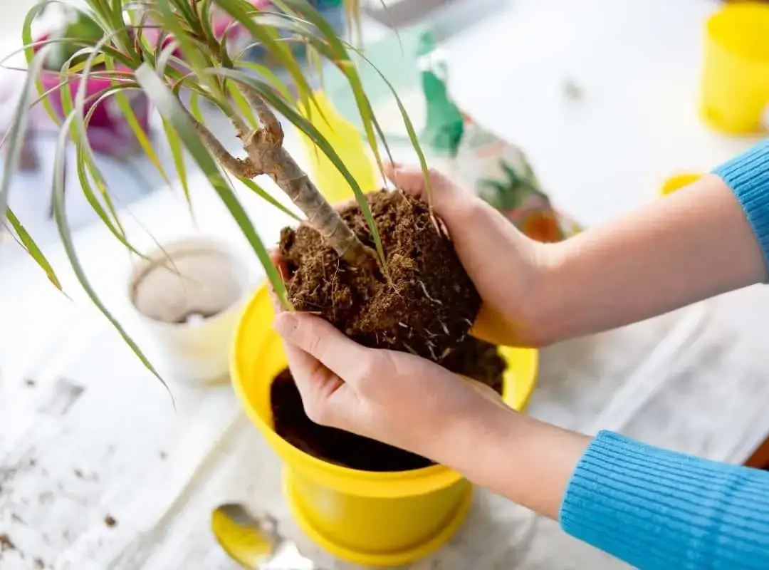 Jak przesadzać kwiaty? Kompletny przewodnik krok po kroku
