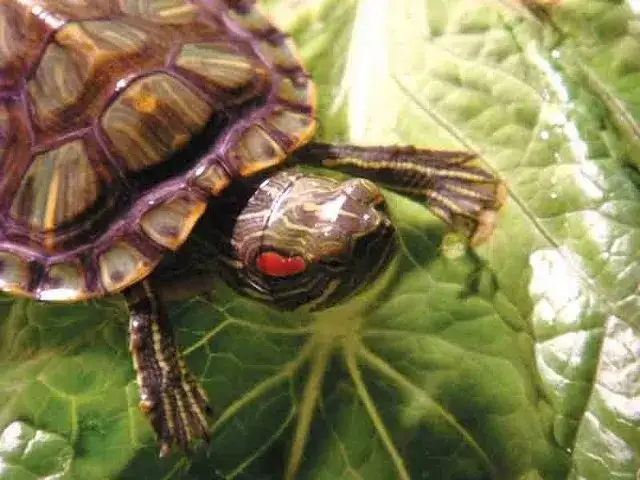 Co w akwarium zamiast rybek? Odkryj najlepsze alternatywy dla ryb