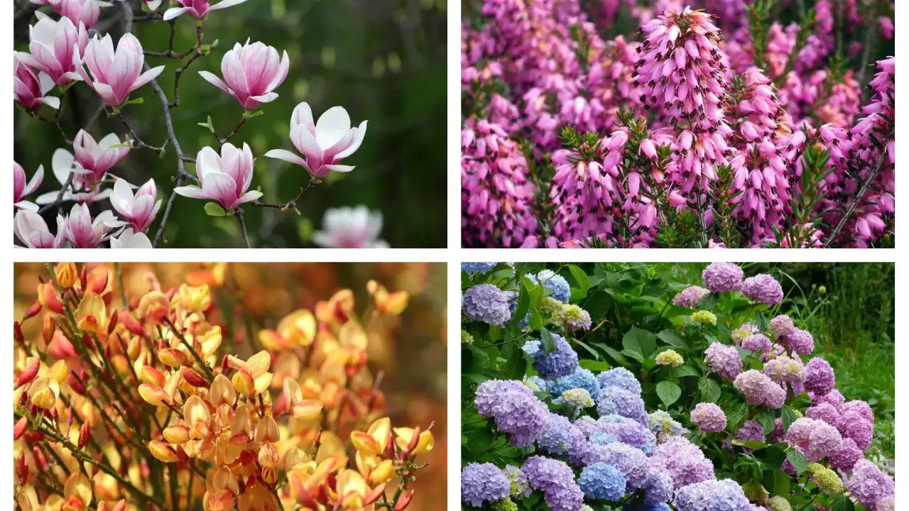 Co uprawiać na kwaśnej glebie? Odkryj rośliny, które przetrwają