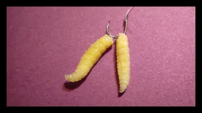 Zakładanie białego robaka: Sekrety żywej przynęty i brań