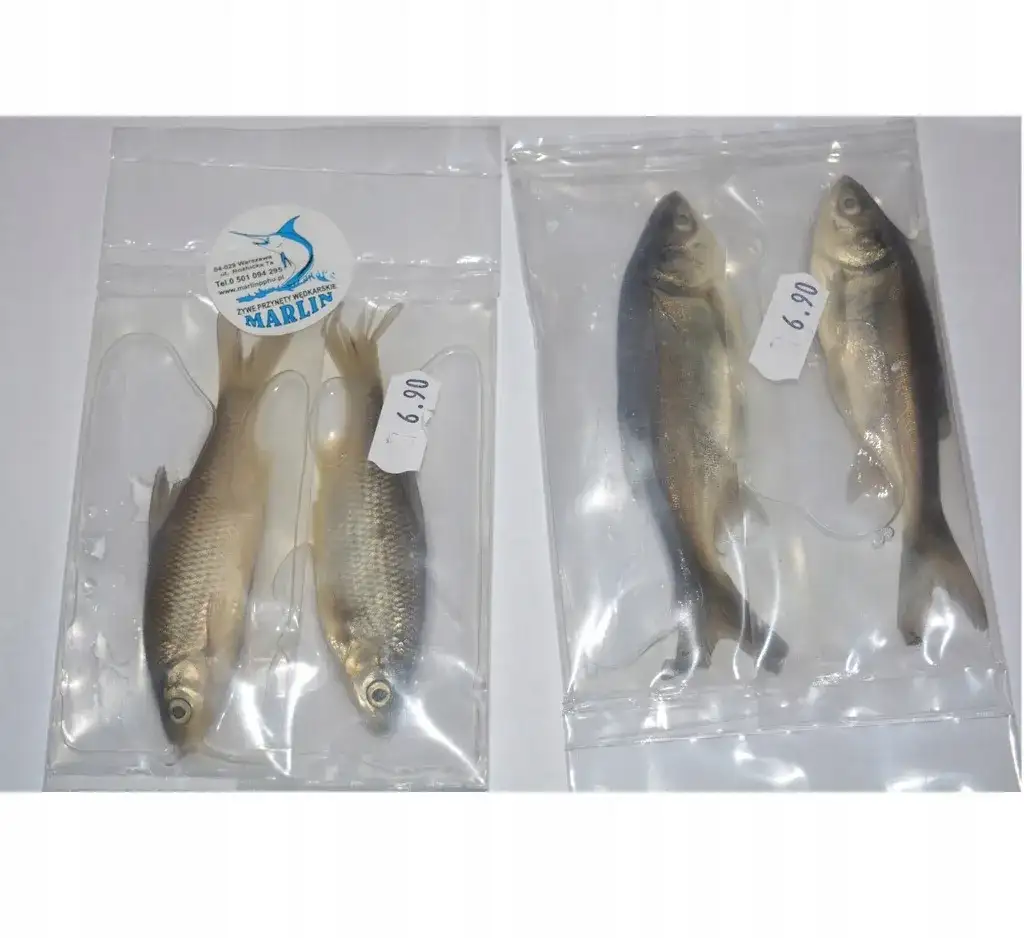 Gdzie kupić rybki na żywca - sprawdzone miejsca i najlepsze oferty