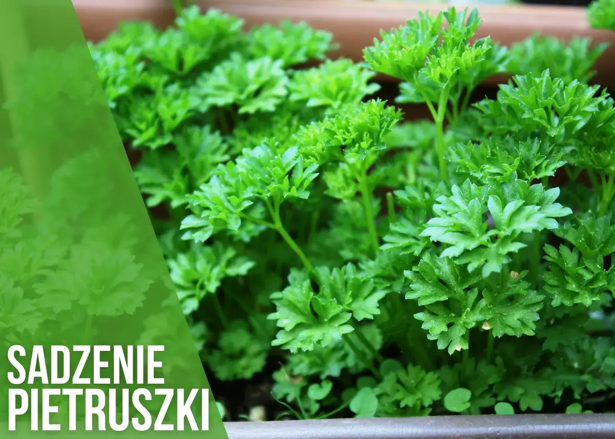 Kiedy siać pietruszkę do gruntu, aby uniknąć nieudanych plonów?
