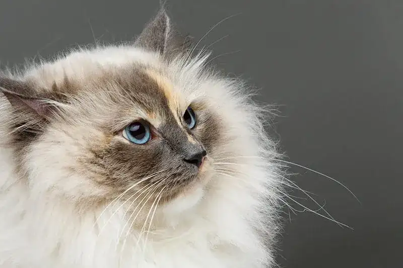 Dlaczego kotu wypada sierść? Przyczyny i możliwe rozwiązania