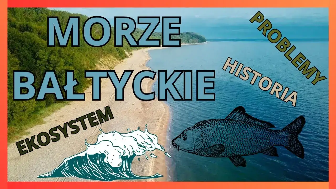 Co pływa w Bałtyku? Odkryj tajemnice ryb i morskiej fauny