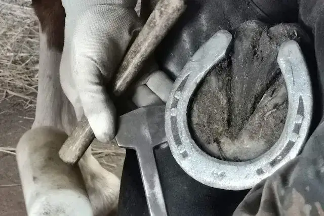 Jak się nazywają gwoździe do podków i dlaczego są tak ważne?