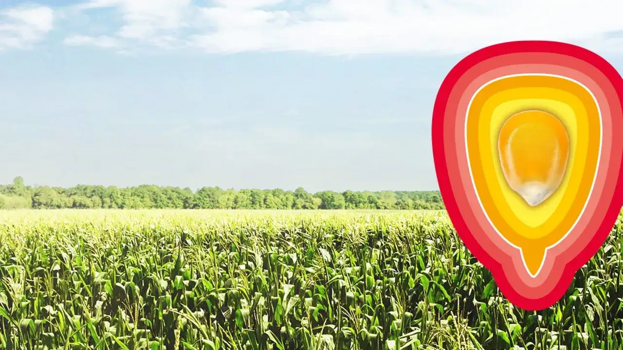 Kukurydza gdzie jest uprawiana? Odkryj kluczowe obszary i warunki