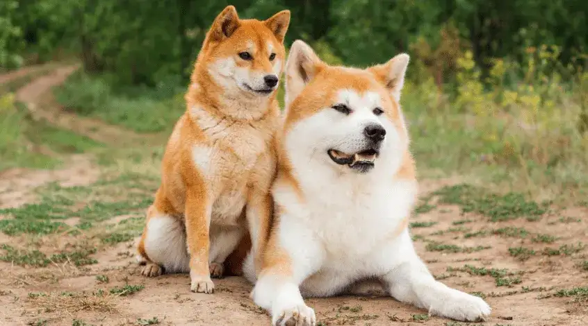 Akita czy Shiba? Porównanie ras, które pomoże Ci wybrać psa
