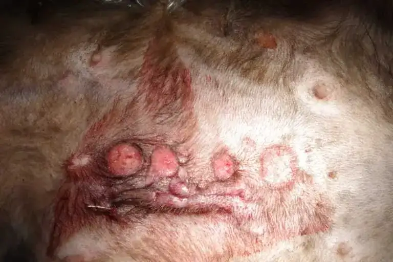 Jakie są objawy i leczenie raka skóry u kota: diagnoza i kuracja