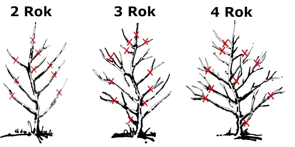Jak przycinać grusze? Klucz do zdrowych drzew i obfitych plonów