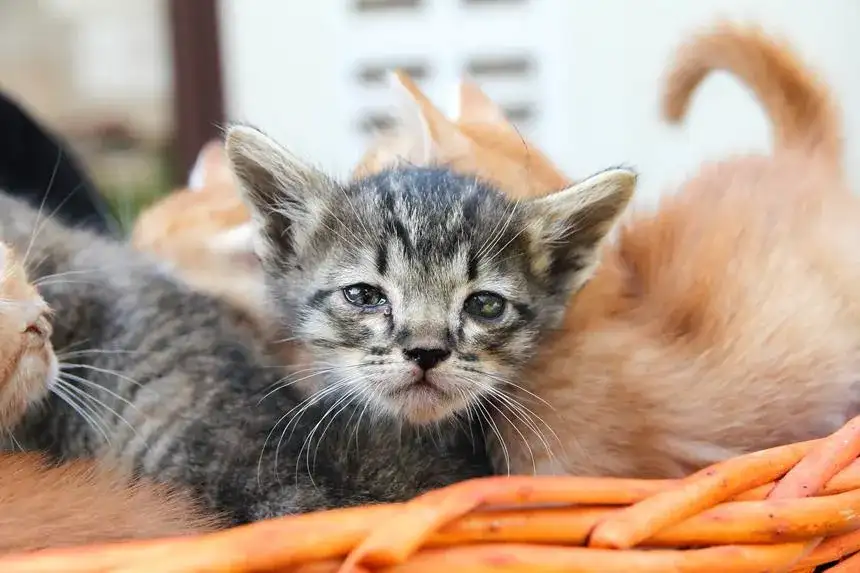 Zielona wydzielina z oka u kota: co może oznaczać ten objaw?