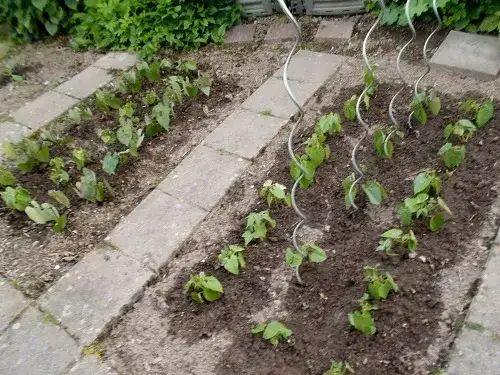 Jak zasiać fasolkę szparagową - Proste wskazówki dla każdego ogrodnika