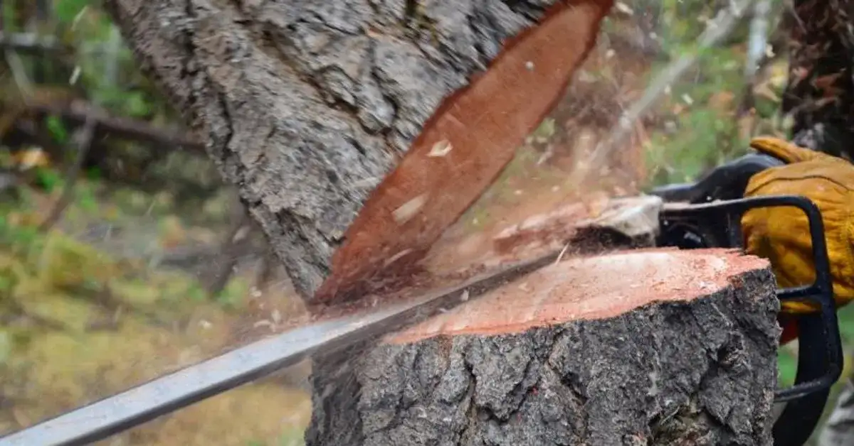 Wycinka drzewa na działce: Kiedy zgłoszenie i pozwolenie?