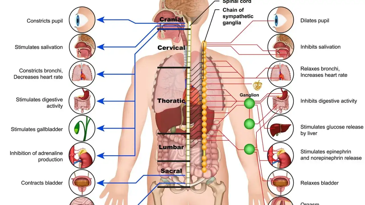 Schemat układu nerwowego człowieka, pokazujący połączenia rdzenia kręgowego z narządami i ich funkcjami.