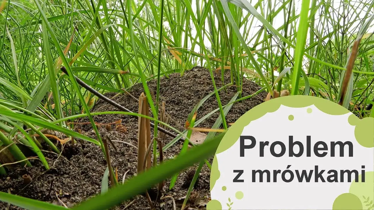 Skuteczne sposoby na to, czym odstraszyć mrówki w ogrodzie