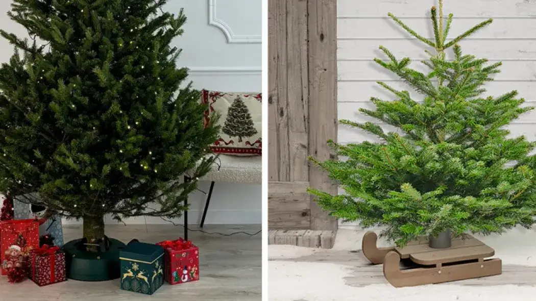 Czym owinąć doniczkę choinki, aby skutecznie chronić przed zimnem?