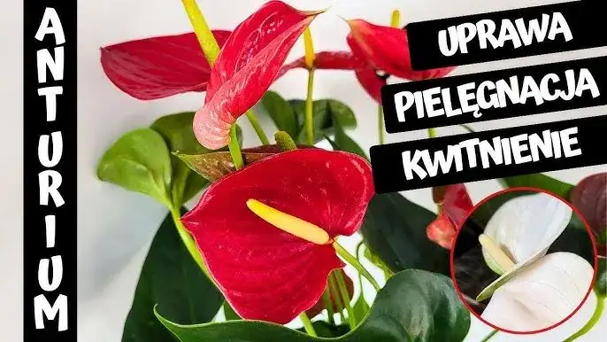 Anturium trujące? Objawy, pierwsza pomoc i bezpieczna uprawa