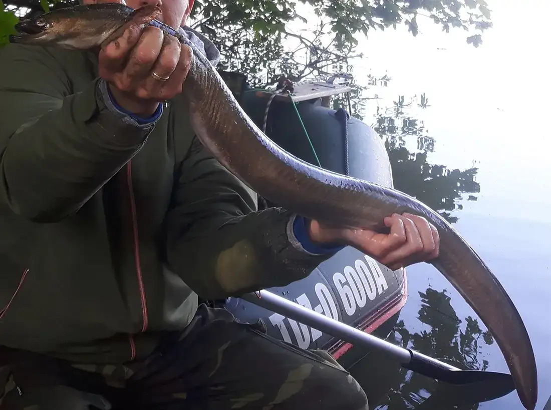 Rekord węgorza w Polsce – zaskakujące osiągnięcia i kontrowersje