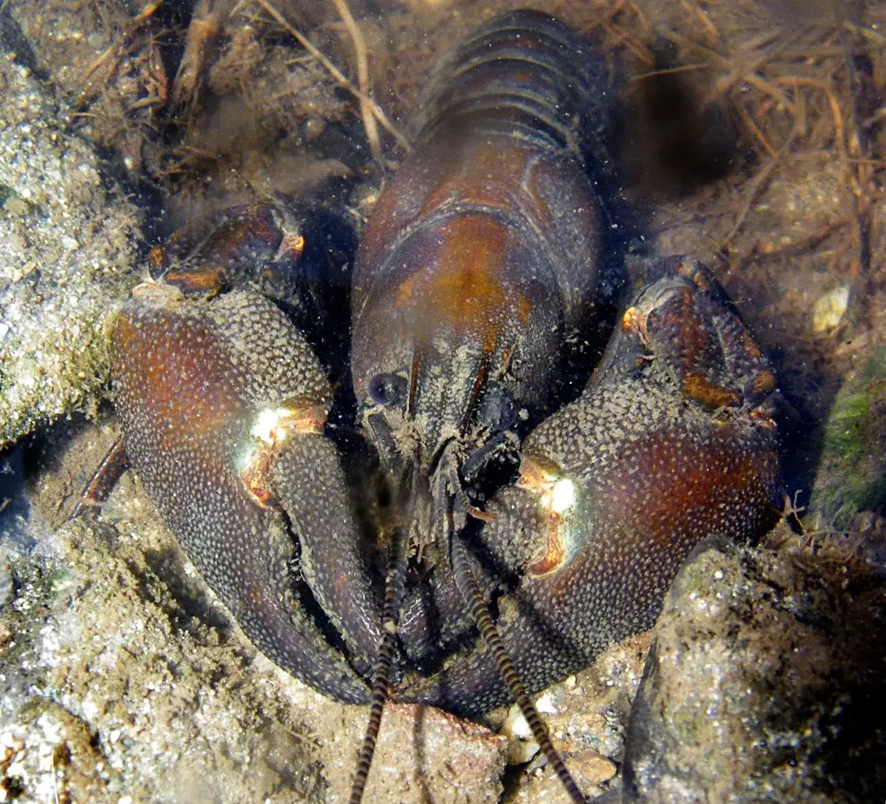 Czym się żywi rak wodny? Odkryj jego zaskakującą dietę