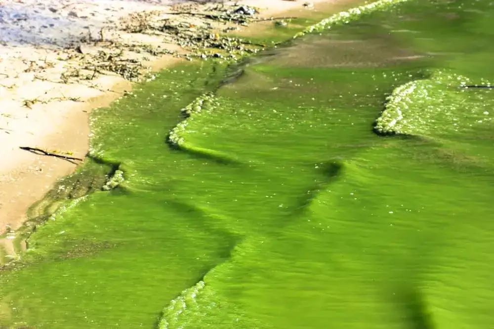 Jak wyglądają sinice w Bałtyku? Zaskakujące fakty i objawy