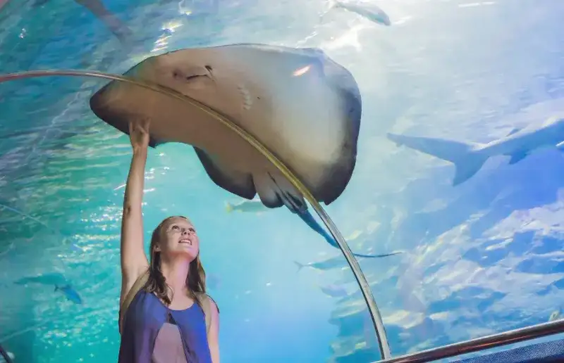 Największe oceanarium w Polsce: co warto zobaczyć w Afrykarium