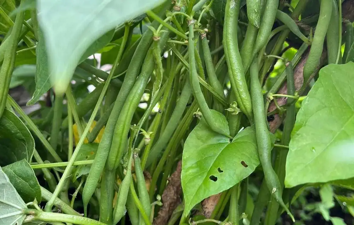 Kiedy siać fasolkę szparagową do gruntu, aby uniknąć błędów w uprawie?