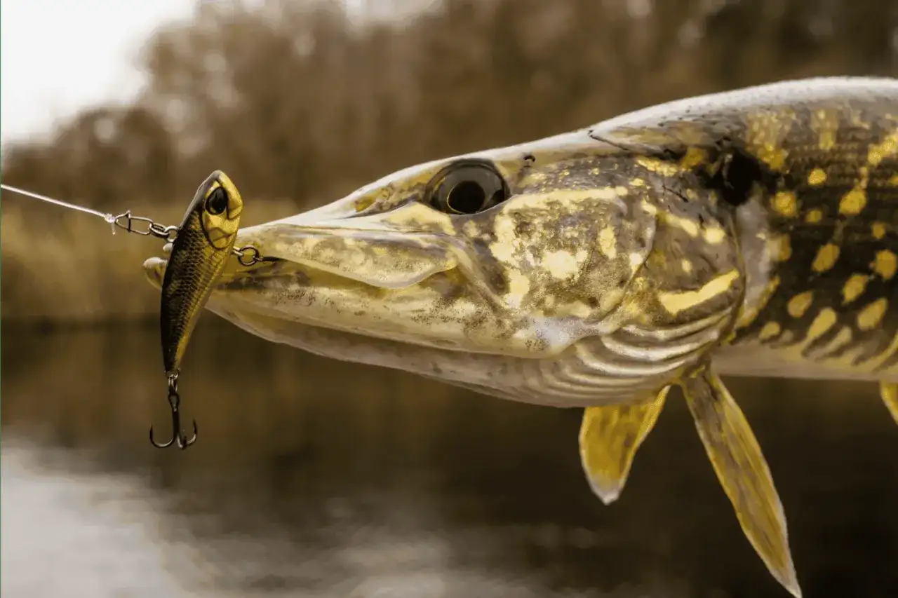Plecionka na szczupaka: Jak wybrać idealną? Poradnik eksperta