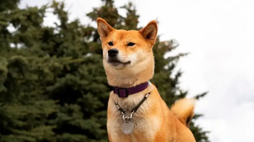 Obroża czy krople na kleszcze - co lepsze dla Twojego psa?