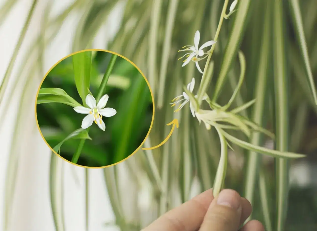 Jak kwitnie zielistka? Odkryj piękno jej subtelnych kwiatów