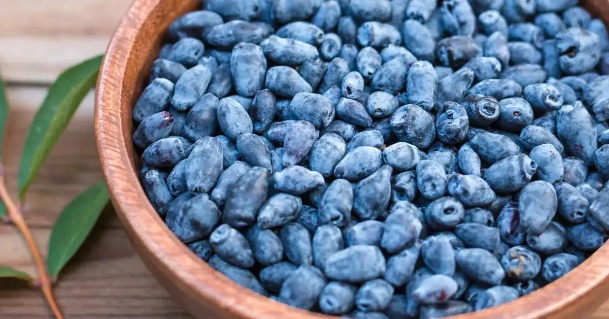 Jak wykorzystać właściwości jagody kamczackiej?