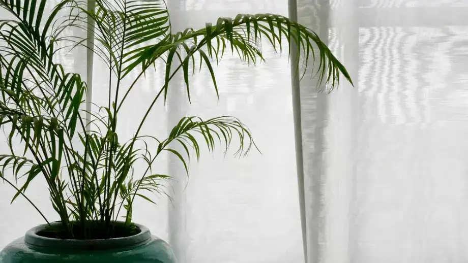 Kwiaty które nie potrzebują słońca – piękne rośliny do cienia