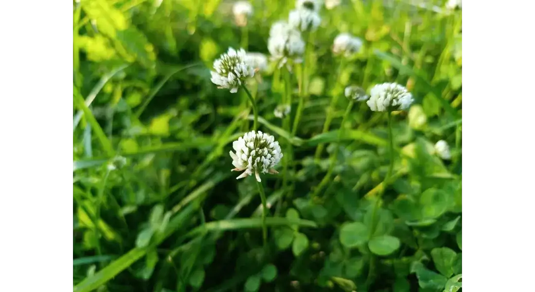 Co uprawiać na 6 klasie ziemi? Rośliny na trudne gleby