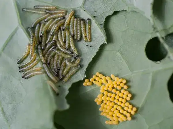 Bielinek kapustnik: Co jedzą gąsienice i jak je zwalczyć?