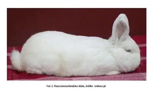 Czy królik to drób? Zaskakujące fakty o klasyfikacji mięsa