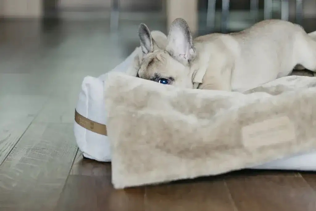 Jak przyzwyczaić psa do nowego mieszkania i uniknąć problemów z adaptacją