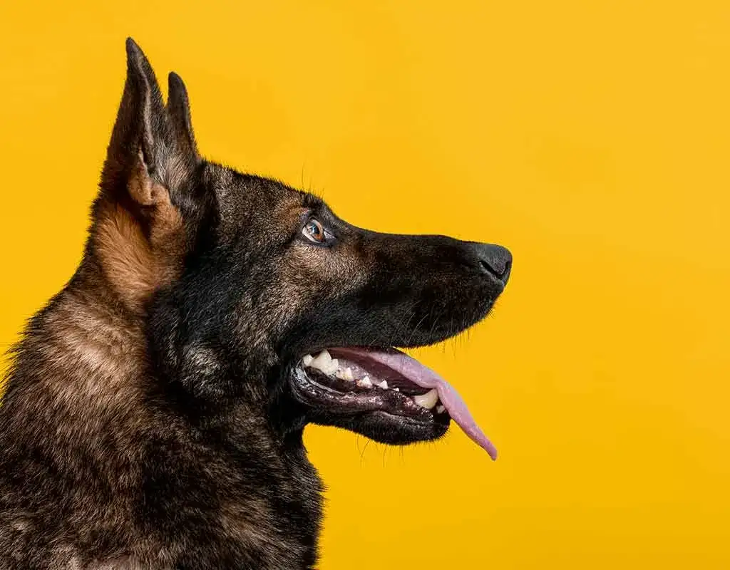 Jaki gaz na psy? Skuteczne metody obrony przed agresją psów