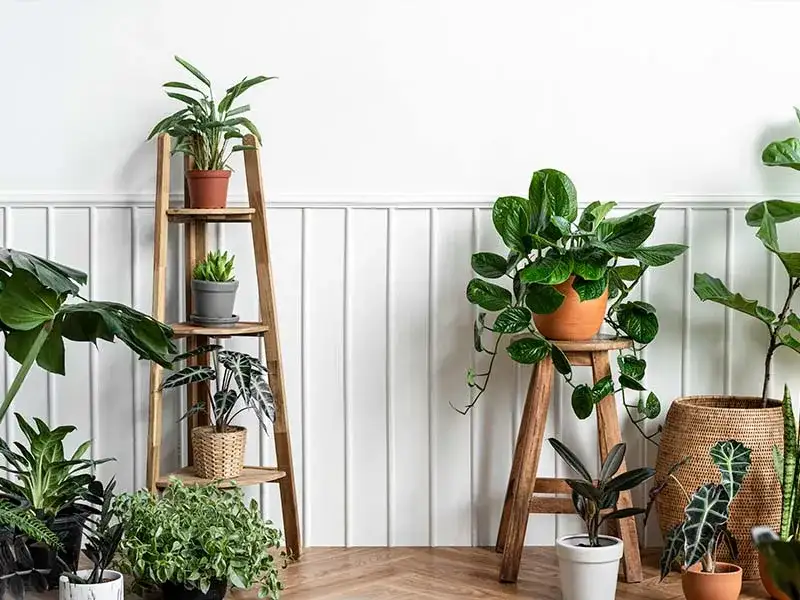 Rośliny do sypialni: lepszy sen i czystsze powietrze wybierz mądrze