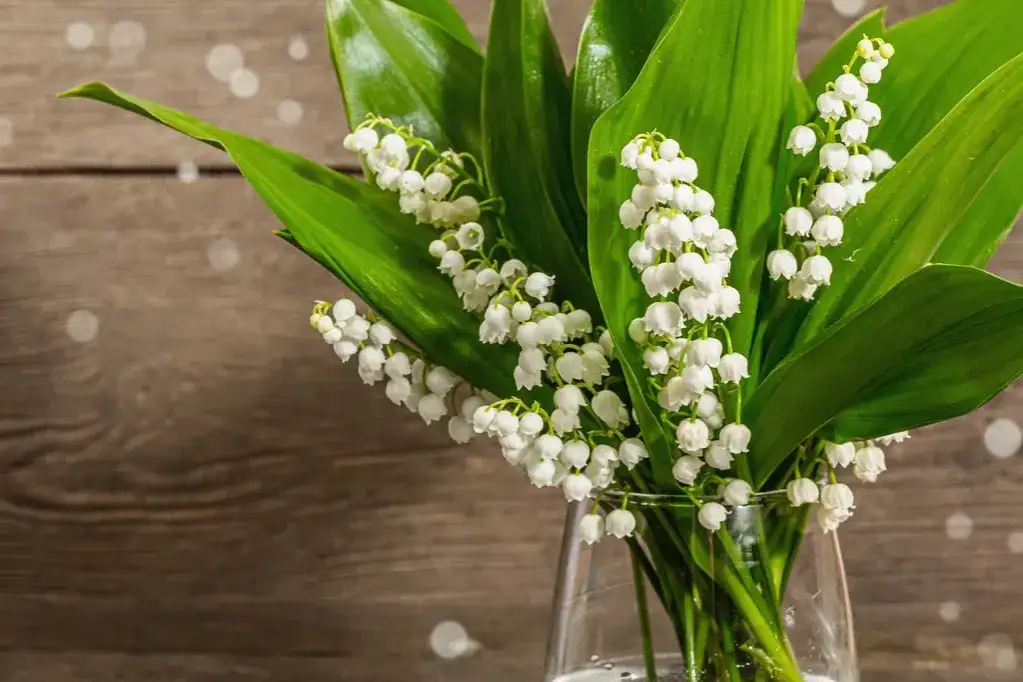 Dlaczego konwalie nie kwitną? Odkryj przyczyny i rozwiązania