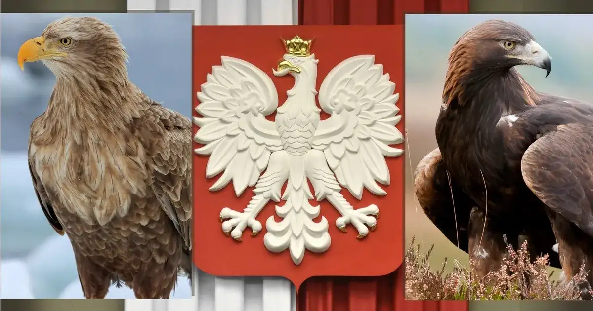 Orzeł Biały: Gdzie jest i dlaczego? Poznaj symbole Polski