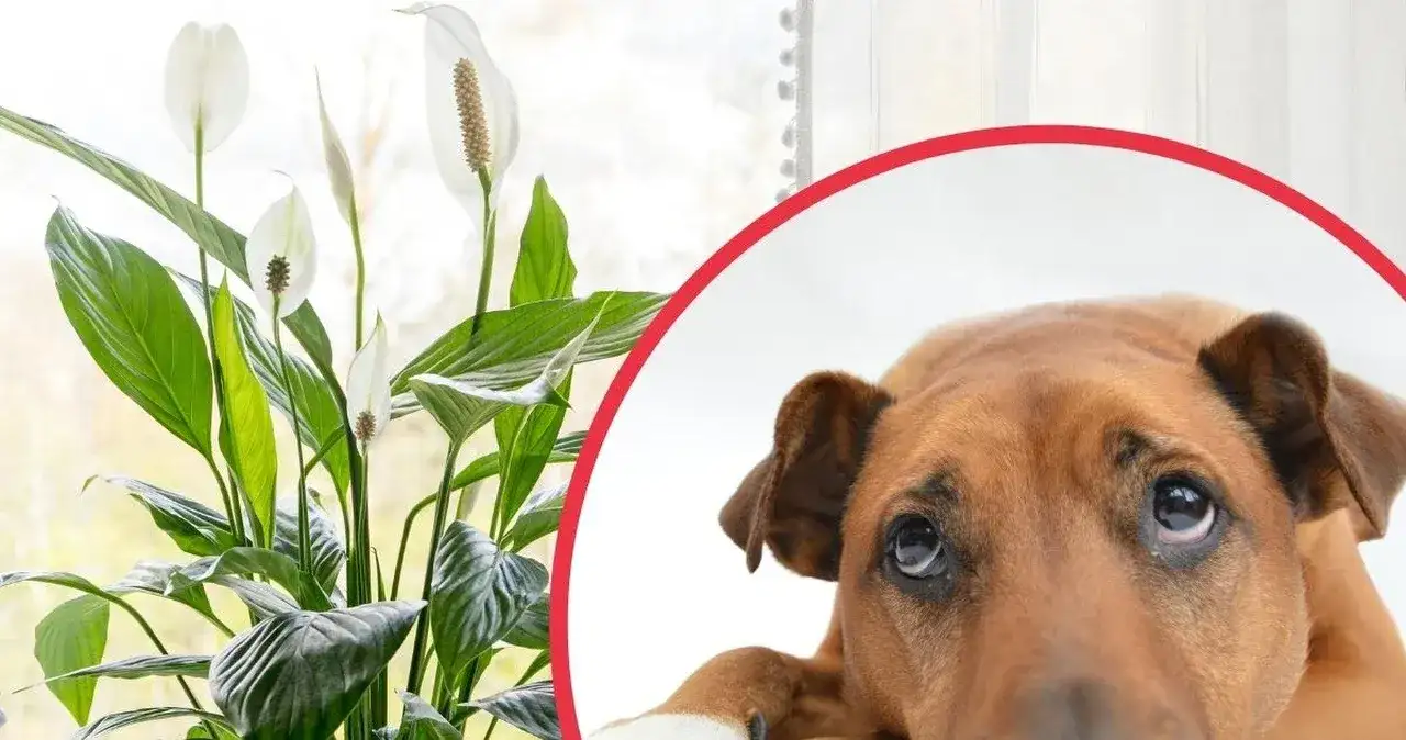 Skrzydłokwiat trujący dla psa? Poznaj objawy i ratuj pupila!