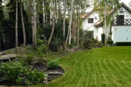 Ile można wyciąć drzewa we własnym lesie? Poznaj zasady i ograniczenia