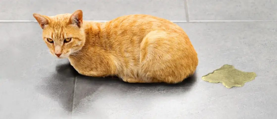 Sikanie kotki: Czy to normalne, czy objaw choroby? Sprawdź!