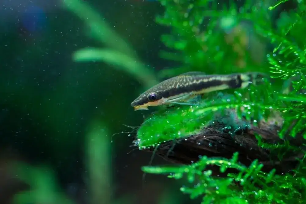 Otosek czy kosiarka - który glonojad lepiej zadba o Twoje akwarium?