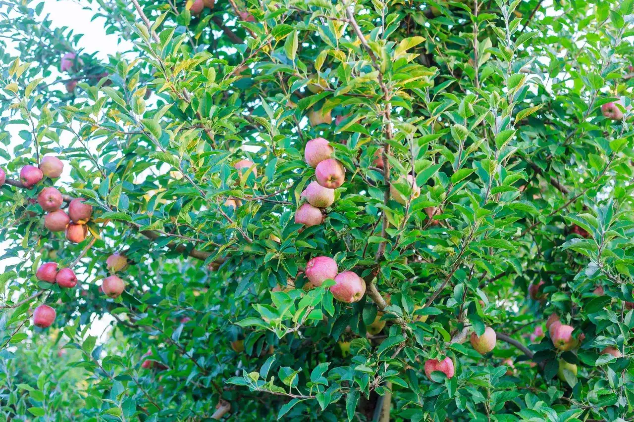 Czy można wyciąć drzewo owocowe na działce bez zezwolenia? Sprawdź!